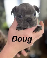 Doug, a male French Bulldog for sale in White Pigeon, MI – Photo 1 of 6