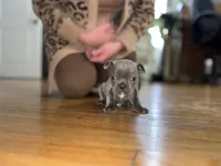 Doug, a male French Bulldog for sale in White Pigeon, MI – Photo 5 of 6