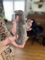 Doug, a male French Bulldog for sale in White Pigeon, MI – Photo 6 of 6