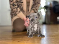 Doug, a male French Bulldog for sale in White Pigeon, MI – Photo 4 of 6