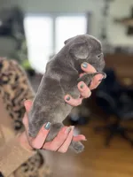 Doug, a male French Bulldog for sale in White Pigeon, MI – Photo 3 of 6