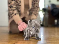 Doug, a male French Bulldog for sale in White Pigeon, MI – Photo 2 of 6