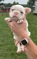 Carol, a female French Bulldog for sale in White Pigeon, MI – 4 of 8