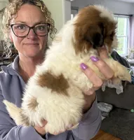 Jack, a male Shorkie for sale in White Pigeon, MI – Photo 2 of 3