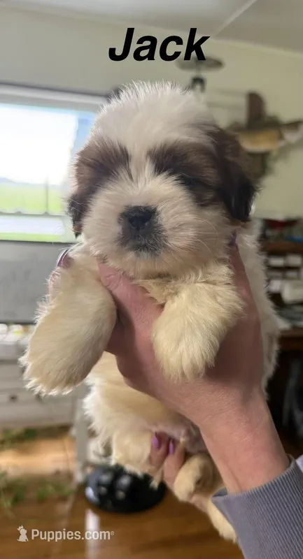 Jack – Shorkie puppy for sale in White Pigeon, MI