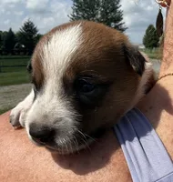 Bear, a male Jack Russell Terrier and Border Collie for sale in White Pigeon, MI – 5 of 8