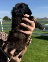 Jeff, a male Shihpoo for sale in White Pigeon, MI – 3 of 7