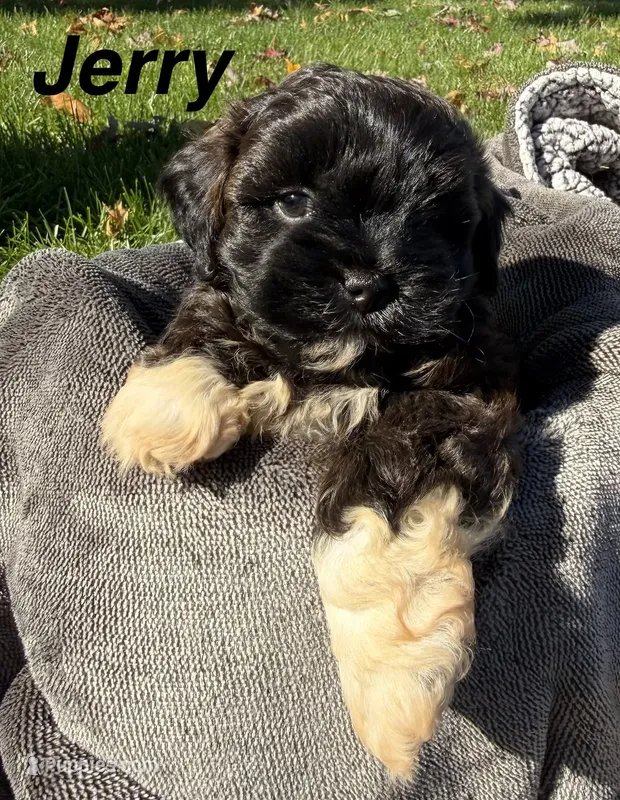 Jerry – Shihpoo puppy for sale in White Pigeon, MI