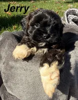 Jerry, a male Shihpoo for sale in White Pigeon, MI – 1 of 7