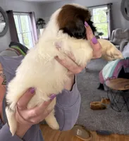 Jackie, a female Shorkie for sale in White Pigeon, MI – Photo 2 of 3