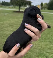 Susie, a female Yorkipoo for sale in White Pigeon, MI – 3 of 10