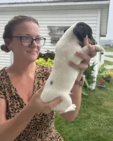 Danny, a male Jack Russell Terrier for sale in White Pigeon, MI – 2 of 4