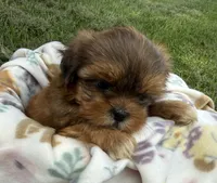 Piper, a female Shorkie for sale in White Pigeon, MI – 2 of 7