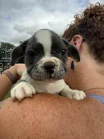 Jenny, a female French Bulldog for sale in White Pigeon, MI – 5 of 10