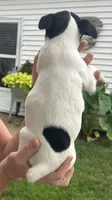 Missy, a female Jack Russell Terrier for sale in White Pigeon, MI – 3 of 5
