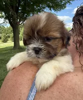 Tina, a female Shorkie for sale in White Pigeon, MI – 5 of 5