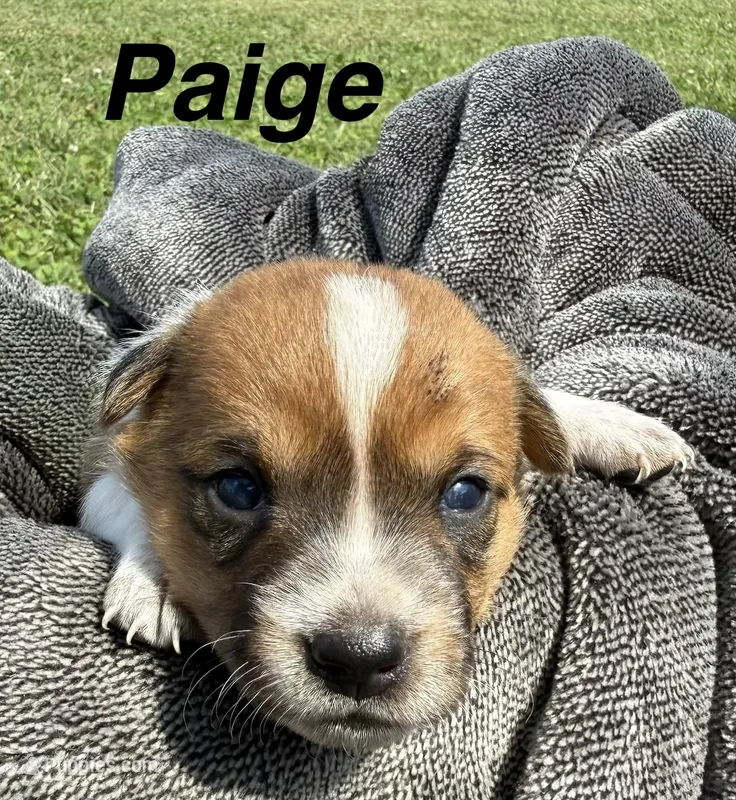 Paige – Jack Russell Terrier, Border Collie puppy for sale in White Pigeon, MI