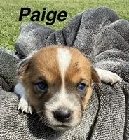 Paige, a female Jack Russell Terrier and Border Collie for sale in White Pigeon, MI – 1 of 7