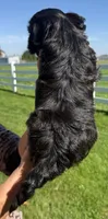 Judy, a female Shihpoo for sale in White Pigeon, MI – 4 of 6