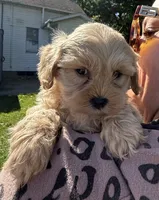 Ben, a male Shihpoo for sale in White Pigeon, MI – 4 of 7