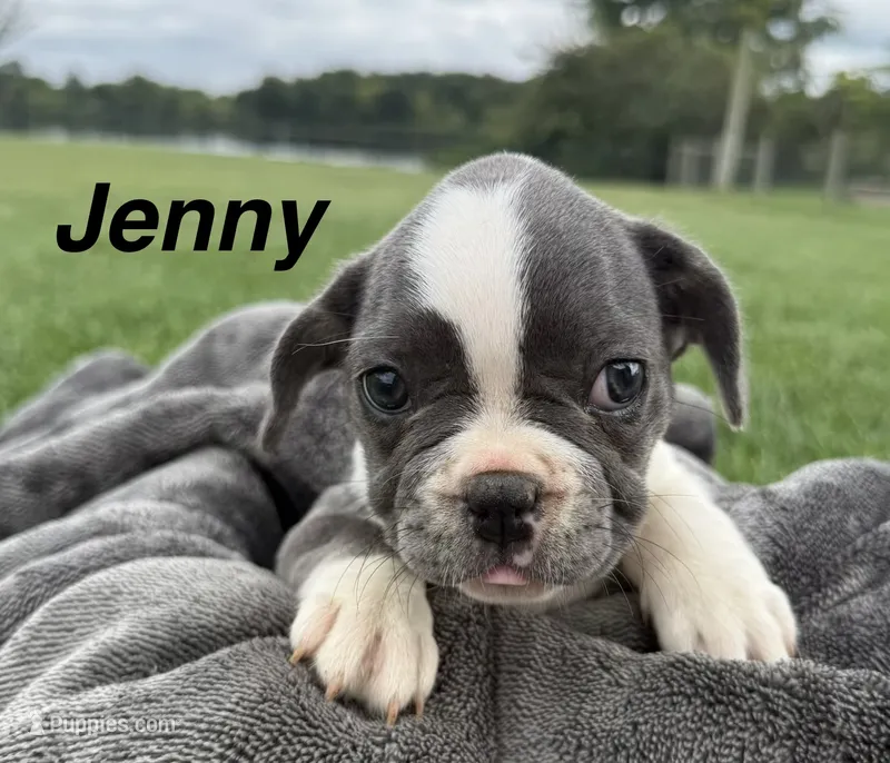 Jenny – French Bulldog puppy for sale in White Pigeon, MI