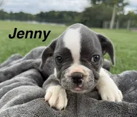 Jenny, a female French Bulldog for sale in White Pigeon, MI – 1 of 10