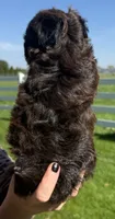 Jeff, a male Shihpoo for sale in White Pigeon, MI – 5 of 7