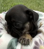 Gary, a male French Bulldog for sale in White Pigeon, MI – 2 of 8
