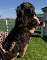 Jake, a male Shihpoo for sale in White Pigeon, MI – 2 of 7