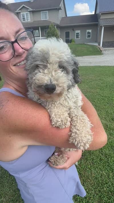 Claire, a female Yorkipoo for sale in White Pigeon, MI – 9 of 10