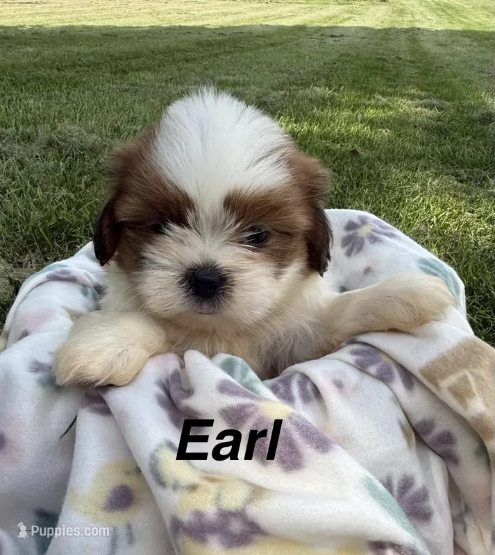 Earl – Shorkie puppy for sale in White Pigeon, MI