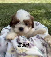 Earl, a male Shorkie for sale in White Pigeon, MI – 1 of 7