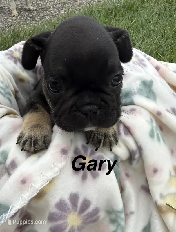 Gary – French Bulldog puppy for sale in White Pigeon, MI