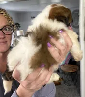 Judy, a female Shorkie for sale in White Pigeon, MI – Photo 2 of 3