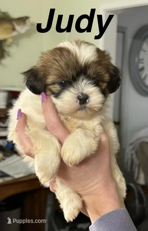 Judy – Shorkie puppy for sale in White Pigeon, MI