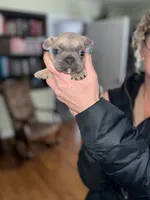 Peter, a male French Bulldog for sale in White Pigeon, MI – Photo 3 of 8
