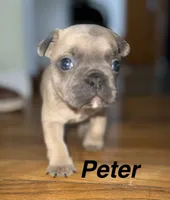 Peter, a male French Bulldog for sale in White Pigeon, MI – Photo 1 of 8