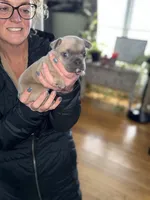 Peter, a male French Bulldog for sale in White Pigeon, MI – Photo 4 of 8