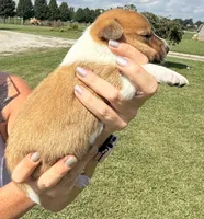 Eddy, a male Jack Russell Terrier and Border Collie for sale in White Pigeon, MI – 3 of 7