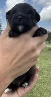 Earl, a male Yorkipoo for sale in White Pigeon, MI – 3 of 10