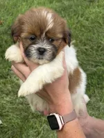 Tina, a female Shorkie for sale in White Pigeon, MI – 2 of 5