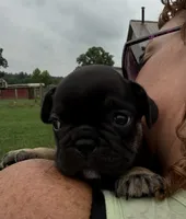 Gary, a male French Bulldog for sale in White Pigeon, MI – 8 of 8