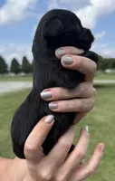 Stan, a male Yorkipoo for sale in White Pigeon, MI – 5 of 9