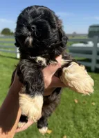 Jerry, a male Shihpoo for sale in White Pigeon, MI – 4 of 7