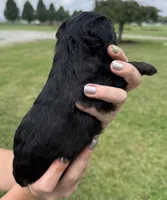 Missy, a female Yorkipoo for sale in White Pigeon, MI – 3 of 10