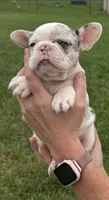 Wendy, a female French Bulldog for sale in White Pigeon, MI – 2 of 5