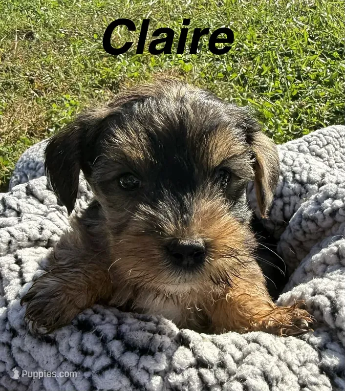 Claire – Yorkipoo puppy for sale in White Pigeon, MI