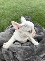 Carol, a female French Bulldog for sale in White Pigeon, MI – 6 of 10