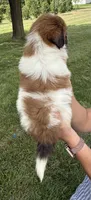 Tina, a female Shorkie for sale in White Pigeon, MI – 4 of 5