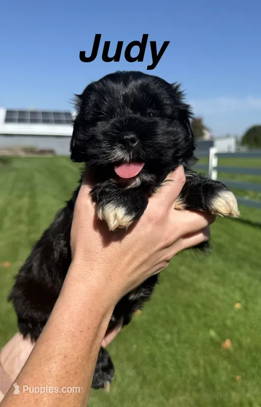 Judy – Shihpoo puppy for sale in White Pigeon, MI
